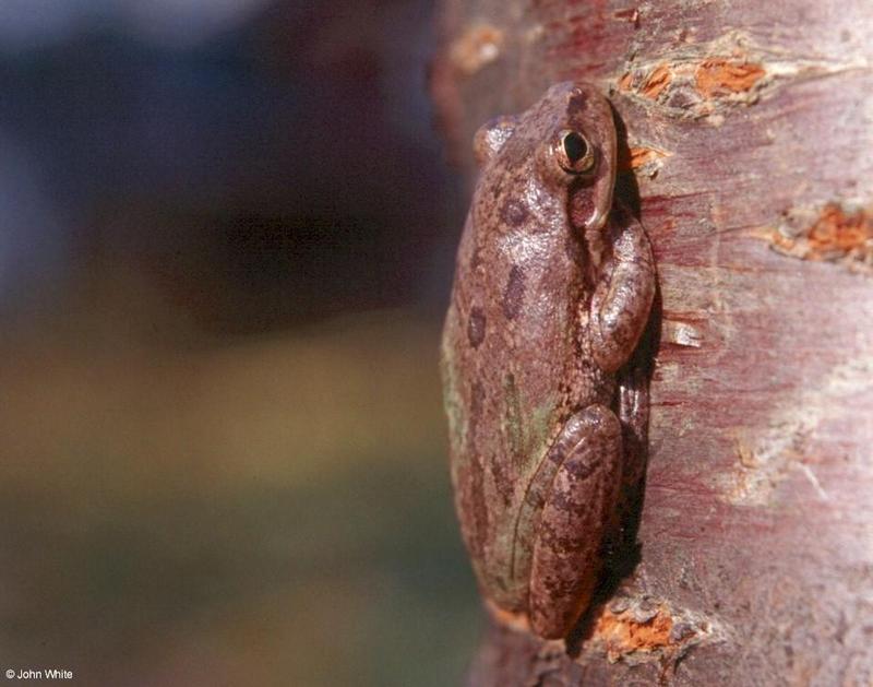 Squirrel Treefrog (Hyla squirella) #2; DISPLAY FULL IMAGE.