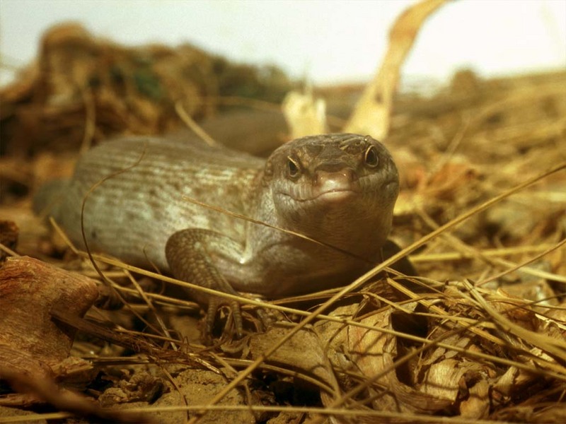 Rare Reptiles - Telfair's Skink; DISPLAY FULL IMAGE.