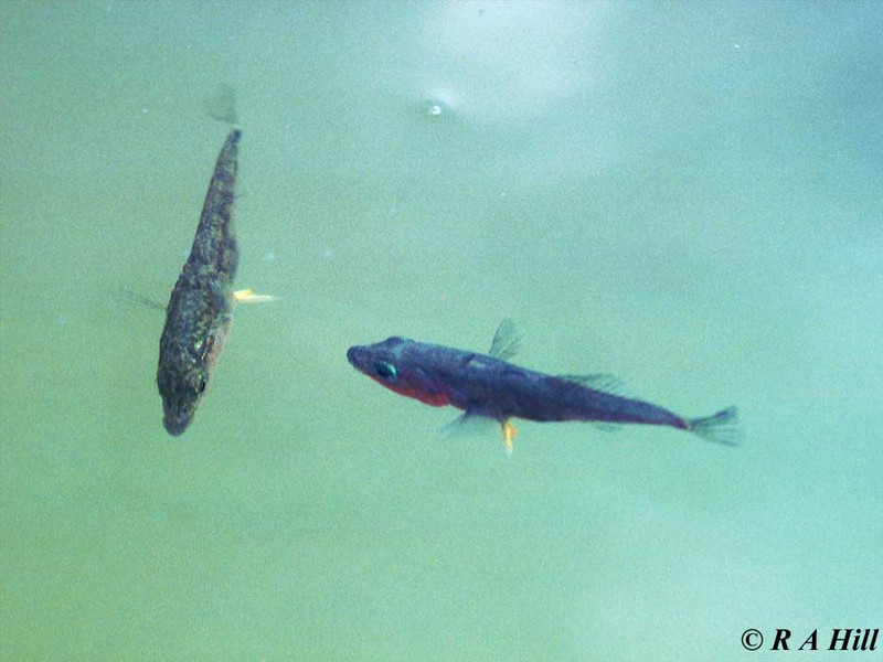 British Fishes 2 - Three-spined Stickleback (Gasterosteus aculeatus); DISPLAY FULL IMAGE.