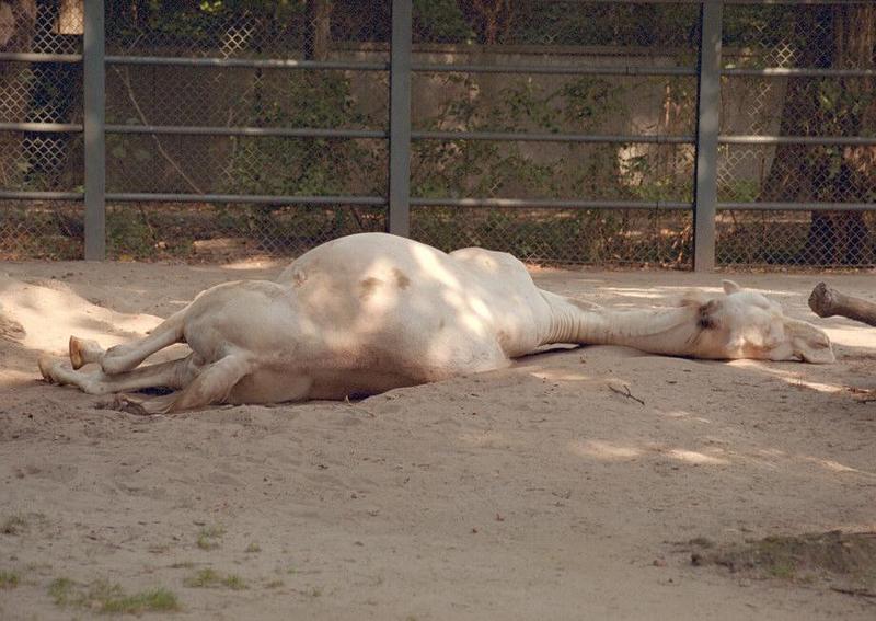 My recent visit to Hannover Zoo - a long hard day coming to an end...; DISPLAY FULL IMAGE.