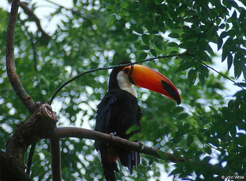 Toco Toucan; DISPLAY FULL IMAGE.
