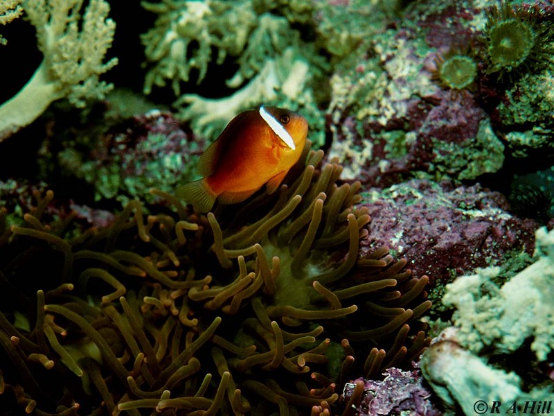 Beauty . . . . (clownfish); DISPLAY FULL IMAGE.