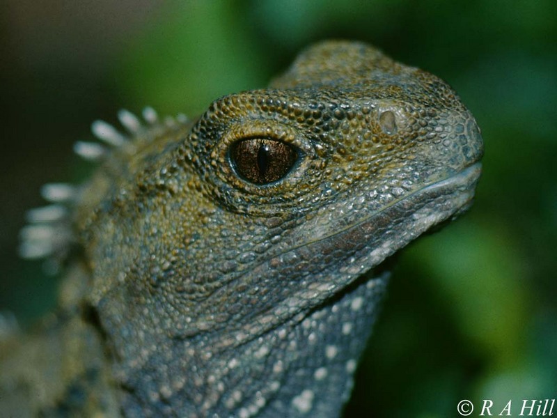 Tuatara; DISPLAY FULL IMAGE.