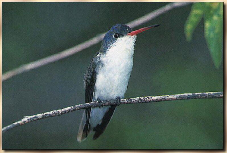 Hummingbird - violet-crowned; DISPLAY FULL IMAGE.