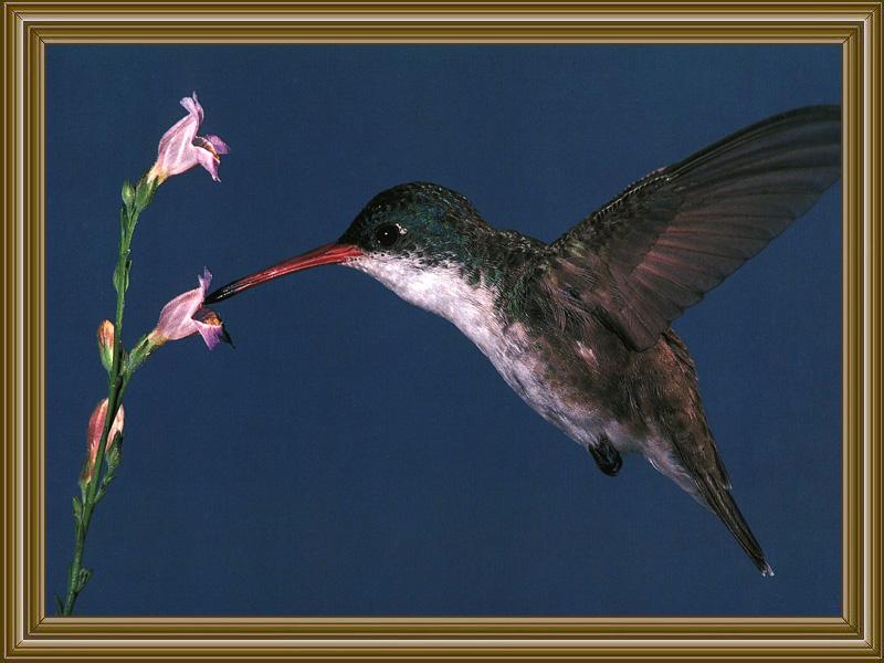 Violet-crowned Hummingbird (6); DISPLAY FULL IMAGE.
