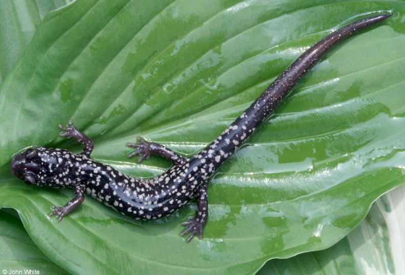 White-spotted Slimy Salamander (Plethodon cylindraceus); DISPLAY FULL IMAGE.