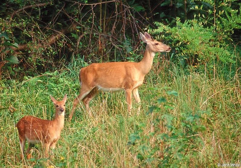 White-tailed Deer (Doe & Fawn); DISPLAY FULL IMAGE.