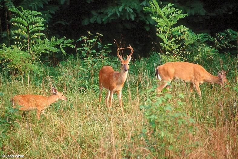 White-tailed Deer (Fawn, Doe & Buck); DISPLAY FULL IMAGE.