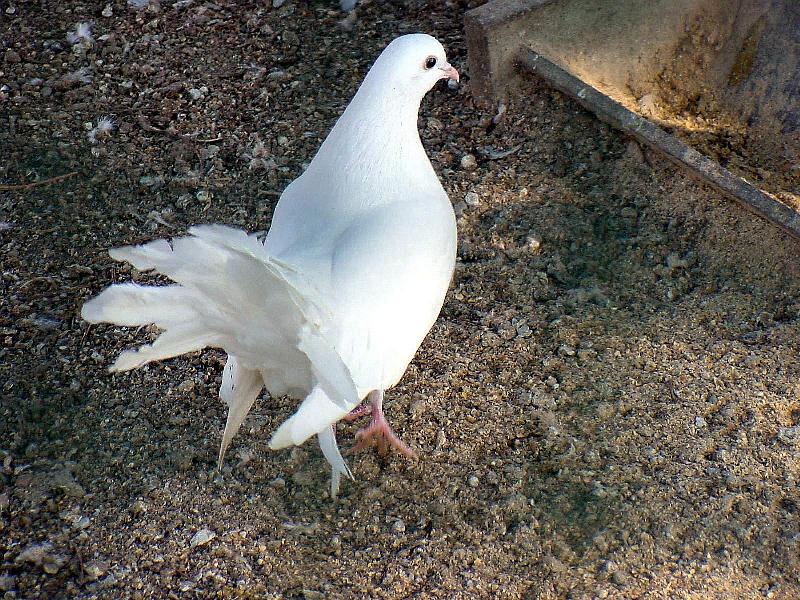 White Fantail Pigeons 1 {!--공작비둘기-->; DISPLAY FULL IMAGE.