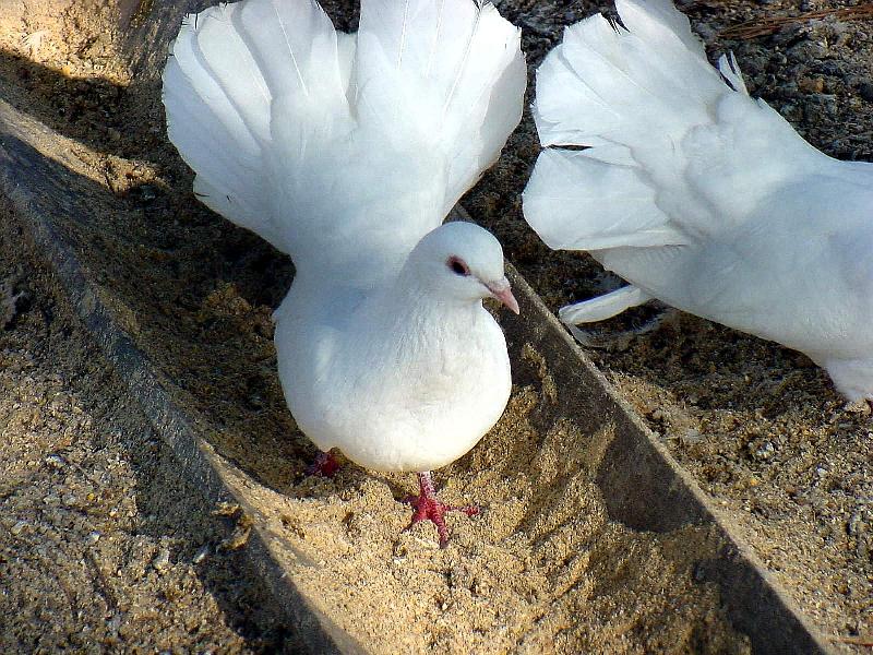 White Fantail Pigeons 3 {!--공작비둘기-->; DISPLAY FULL IMAGE.