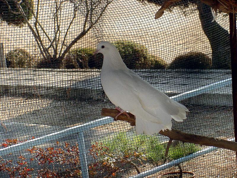 White Fantail Pigeons 7 {!--공작비둘기-->; DISPLAY FULL IMAGE.