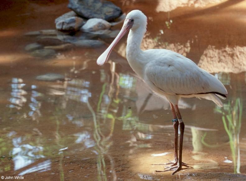 Spoonbill; DISPLAY FULL IMAGE.