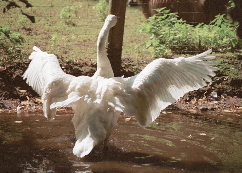 Wanna see a nice back side (checking Brian's cancel bot :-)) - Whooper Swan; DISPLAY FULL IMAGE.