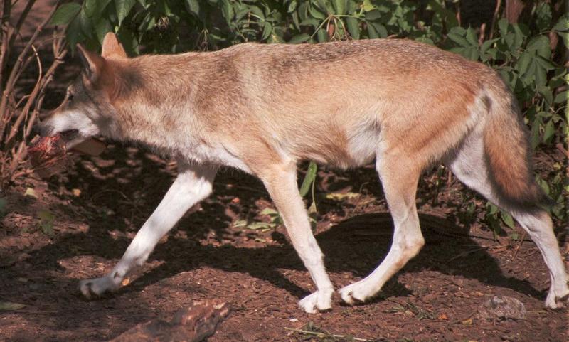 Some old negatives refound - Wolf snack in Copenhagen Zoo; DISPLAY FULL IMAGE.