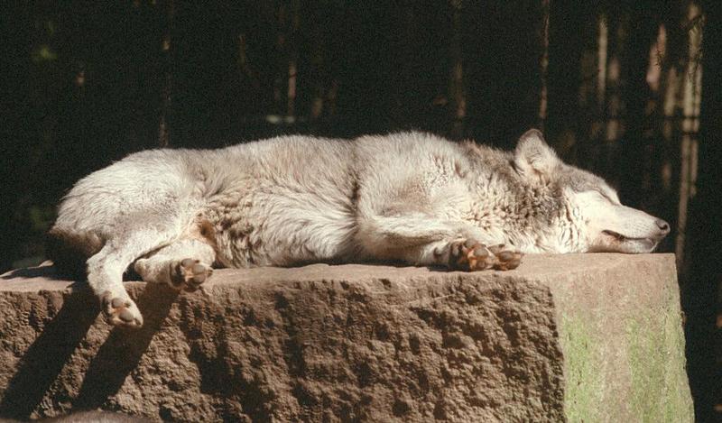 Haven't posted a wolf pic for a while - here's a real cutie from Nindorf Animal Park; DISPLAY FULL IMAGE.