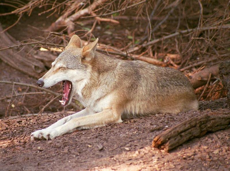 Just perfect to watch before bedtime :-) Yaaaawning Wolf in Copenhagen Zoo; DISPLAY FULL IMAGE.