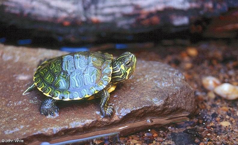 Yellow-bellied slider (Trachemys scripta scripta)1; DISPLAY FULL IMAGE.