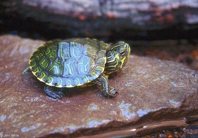 Yellow-bellied slider (Trachemys scripta scripta)2; DISPLAY FULL IMAGE.