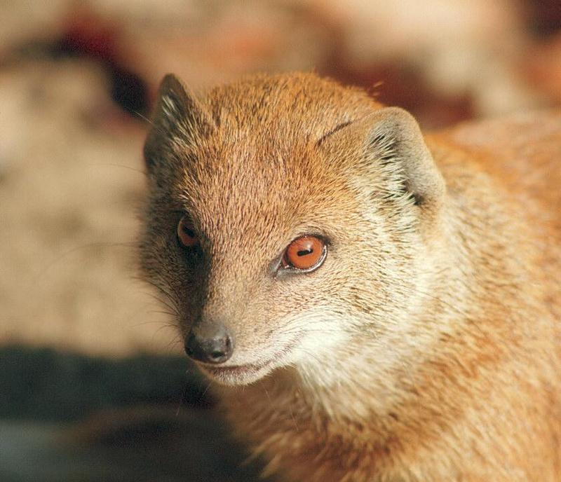 Ol' red eyes in Schwerin Zoo :-) Yellow mongoose portrait; DISPLAY FULL IMAGE.