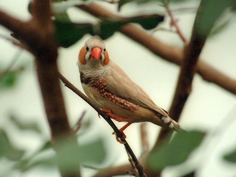 Friedrichsruh Butterfly Garden - they have birds, too - Zebra finch or what?; DISPLAY FULL IMAGE.