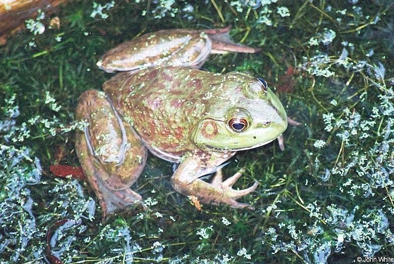 A few Bullfrogs 2; DISPLAY FULL IMAGE.