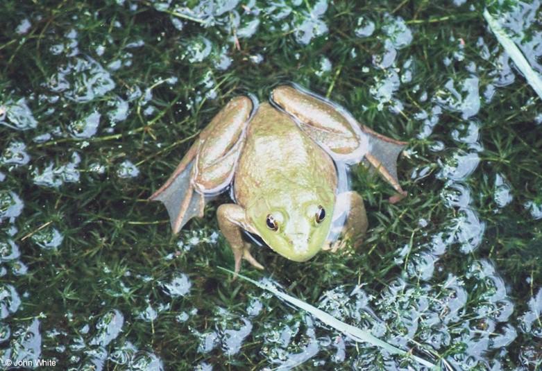 A few Bullfrogs 4; DISPLAY FULL IMAGE.