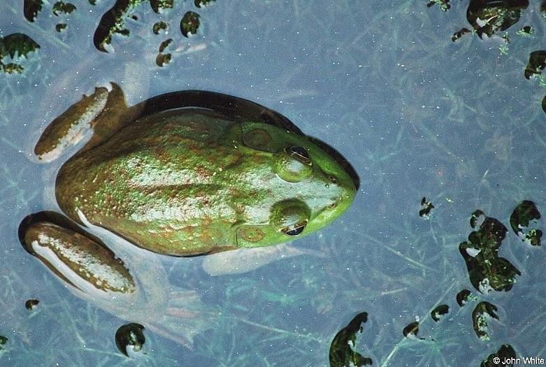 A few Bullfrogs 5; DISPLAY FULL IMAGE.
