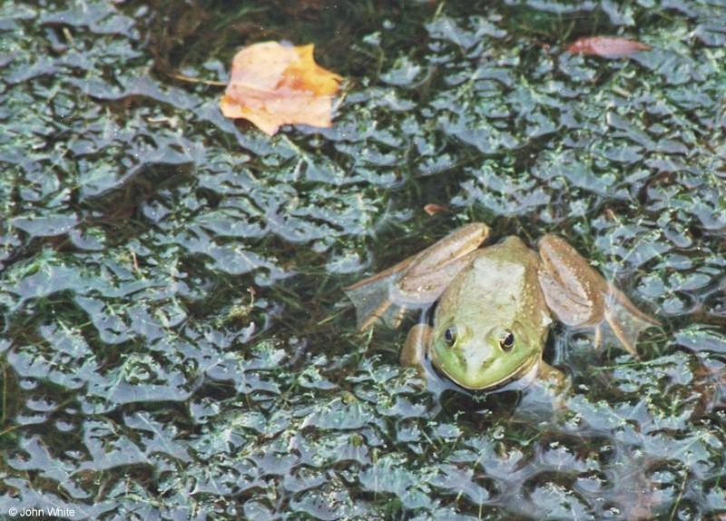 A few Bullfrogs 7; DISPLAY FULL IMAGE.