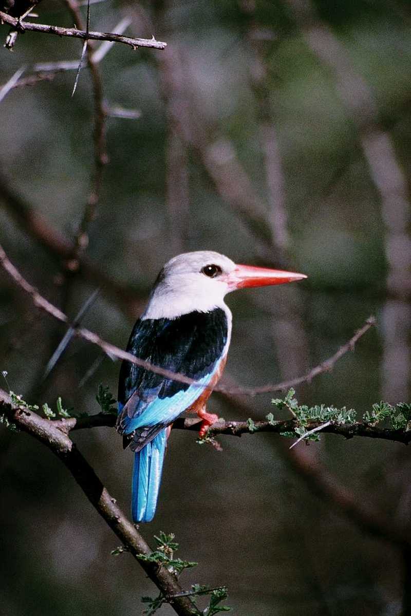 Grey-headed Kingfisher - abo50335.jpg; DISPLAY FULL IMAGE.