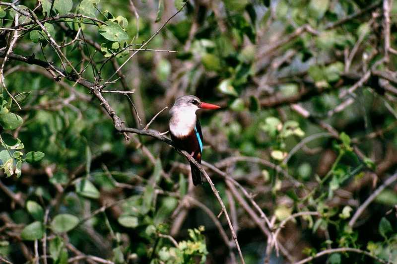 Kingfisher - abo50338 (Need to be identified); DISPLAY FULL IMAGE.