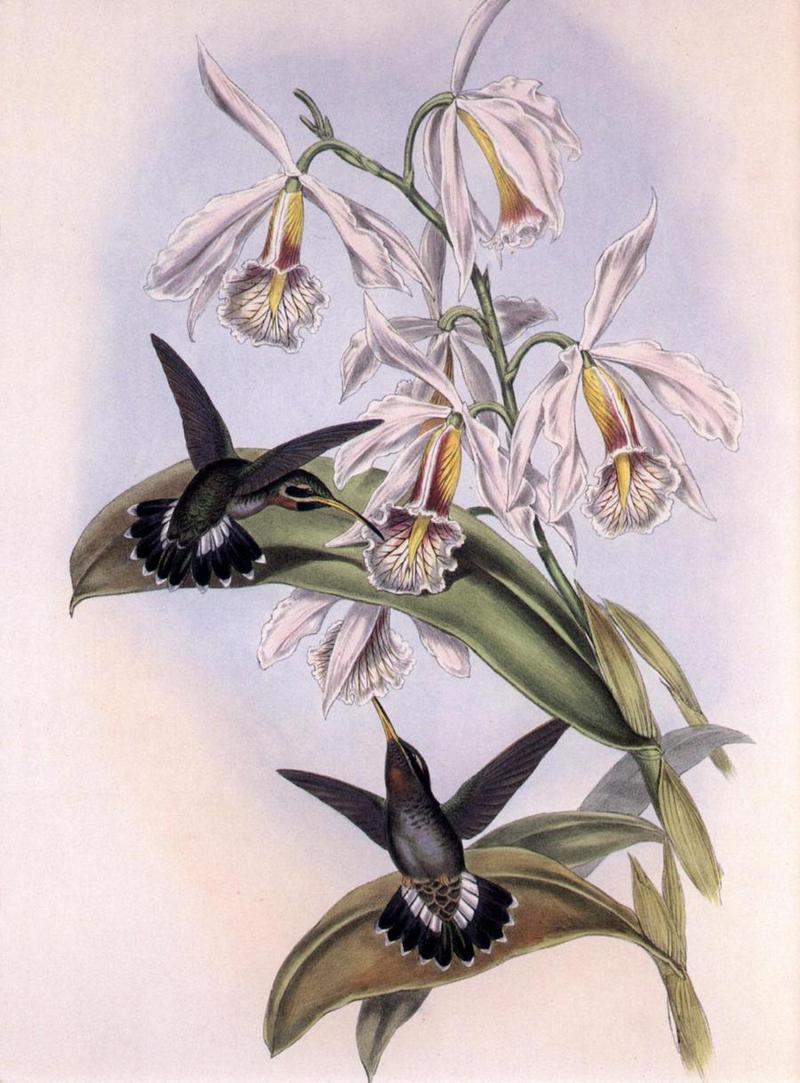 Re: John Gould's Hummingbirds-pic 012--resized; DISPLAY FULL IMAGE.