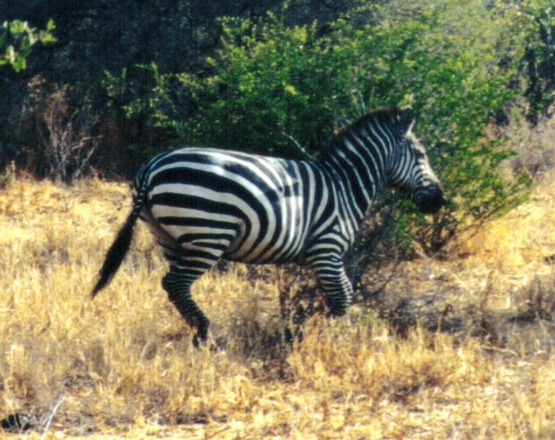 Re: Zebra pics; DISPLAY FULL IMAGE.