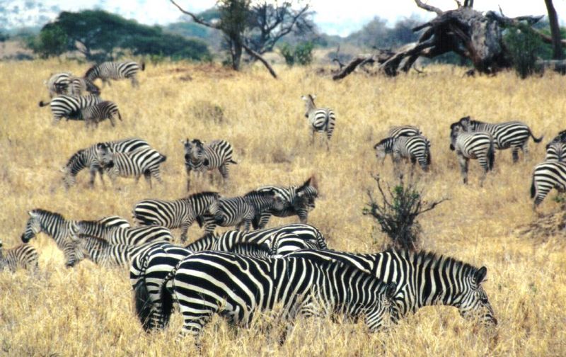 Re: Zebra pics - Plains Zebras; DISPLAY FULL IMAGE.