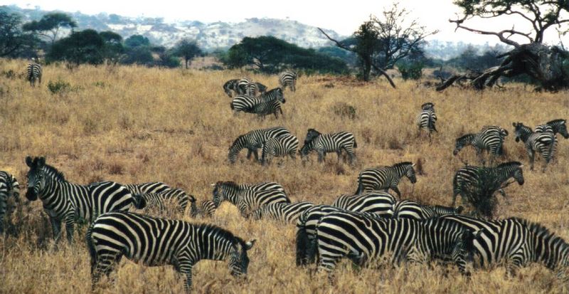 Re: Zebra pics; DISPLAY FULL IMAGE.