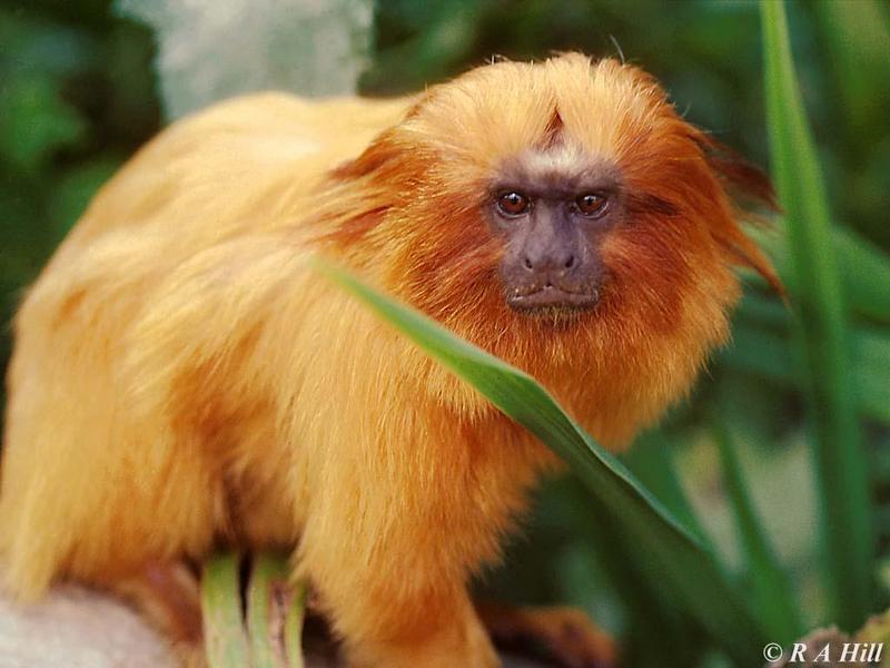 Golden Lion Tamarin; DISPLAY FULL IMAGE.