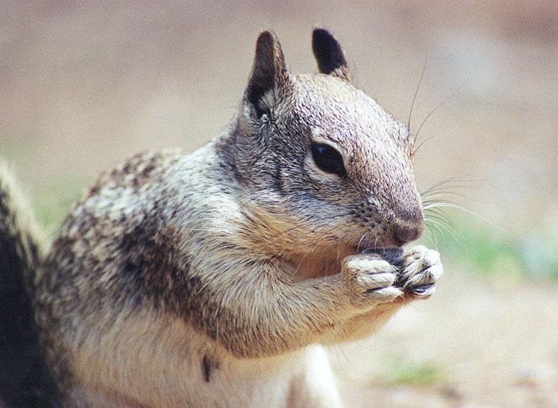 ground squirrel 109k jpg; DISPLAY FULL IMAGE.