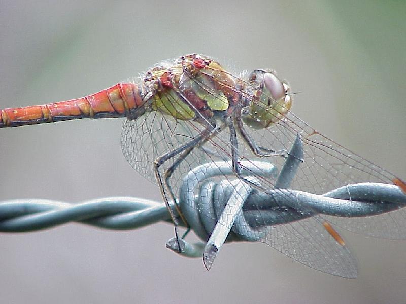 Digital Insect Photos; DISPLAY FULL IMAGE.