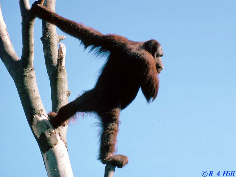 Re: Orang Utans, anyone? 2nd photo; DISPLAY FULL IMAGE.