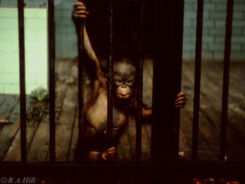 Baby Orang #1; DISPLAY FULL IMAGE.