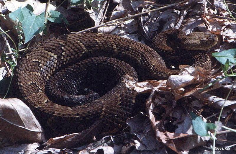 Timber Rattlesnake; DISPLAY FULL IMAGE.