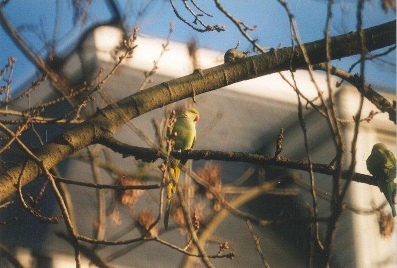 Birds from the Netherlands - rose-ringed_parakeet2.jpg; DISPLAY FULL IMAGE.