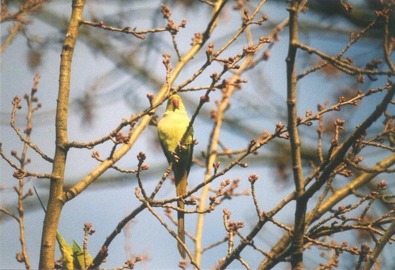 Birds from the Netherlands - rose-ringed_parakeet3.jpg; DISPLAY FULL IMAGE.