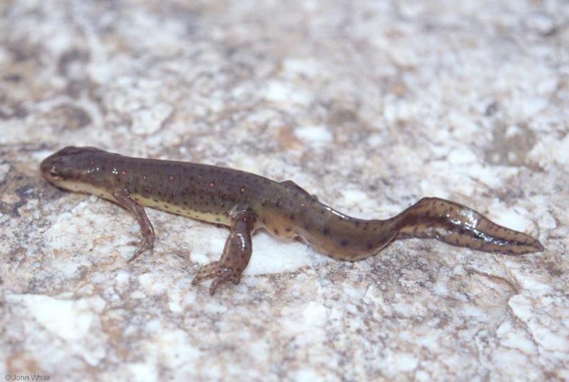 Red-spotted Newt (Notophthalmus viridescens viridescens) 1; DISPLAY FULL IMAGE.