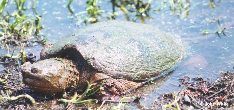 Re: REQ: Common Snapping Turtle, Eastern Painted Turtle, Soft-shell Turtle; DISPLAY FULL IMAGE.