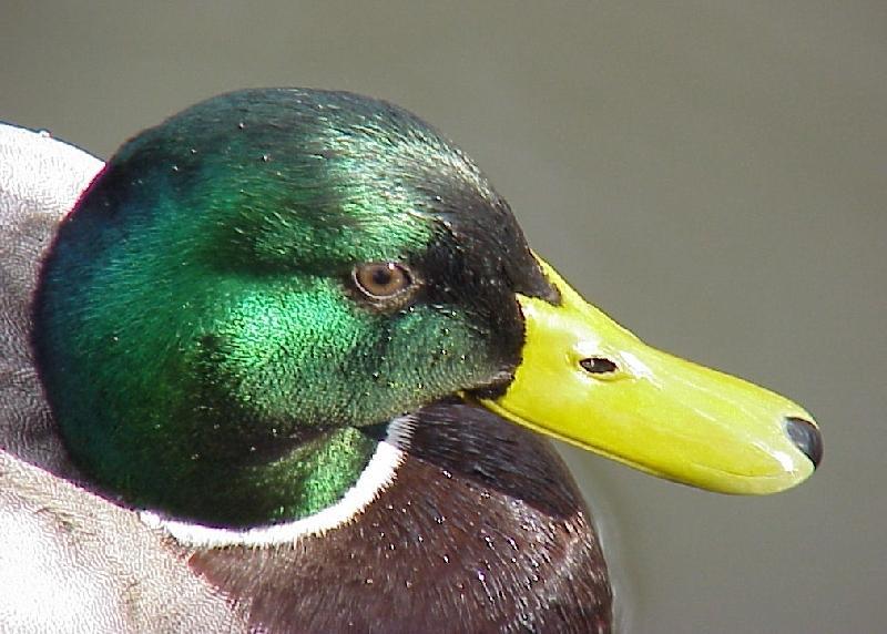 *1* - donald d. - *; DISPLAY FULL IMAGE.