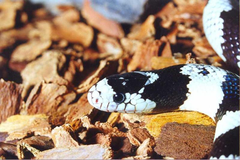 Re: Need some snake pics; DISPLAY FULL IMAGE.