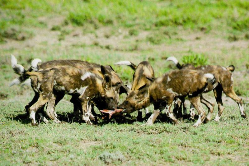 African Wild Dog J06 - pack dinner; DISPLAY FULL IMAGE.