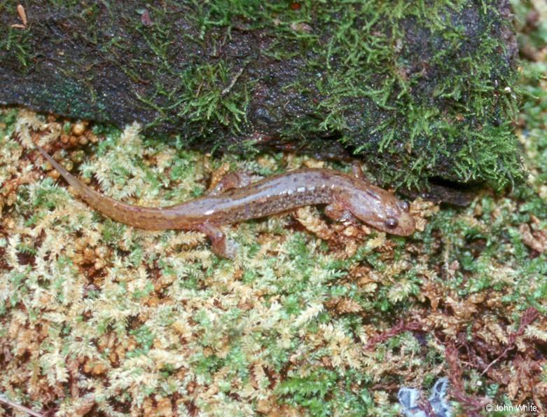 Allegheny Mountain Dusky Salamander (Desmognathus ochrophaeus) 2; DISPLAY FULL IMAGE.