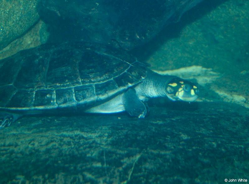 Amazon Spotted Turtle; DISPLAY FULL IMAGE.