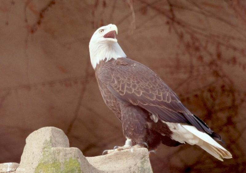 Bald Eagle #1; DISPLAY FULL IMAGE.